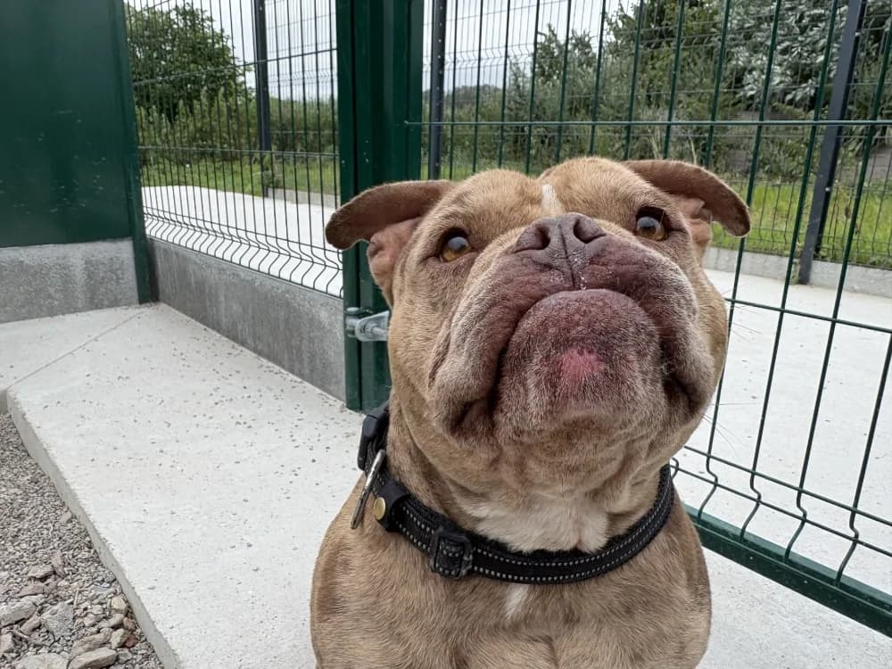 GROGALET, male 3yo American Bully for adoption at Coeur de Flandres), Hazebrouck