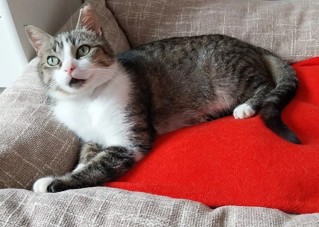 FLOCON, female Mixed Breed for adoption at Coeur de Flandres), Hazebrouck