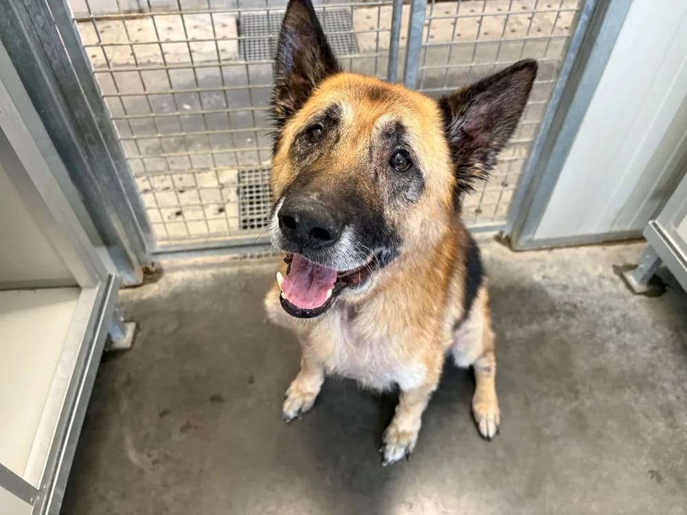 LOKY, male senior German Shepherd for adoption at Coeur de Flandres), Hazebrouck