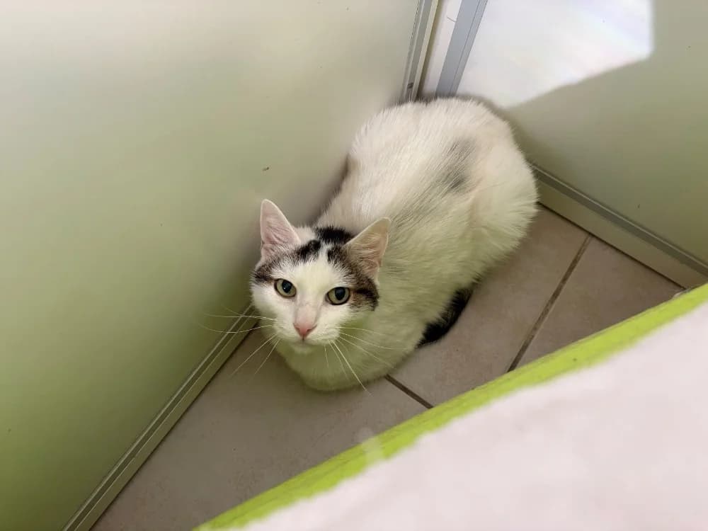 MINOUCHE, male senior Mixed Breed for adoption at Coeur de Flandres), Hazebrouck