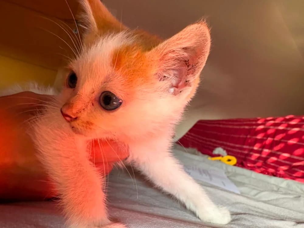 FLONFLON, female Mixed Breed for adoption at Coeur de Flandres), Hazebrouck