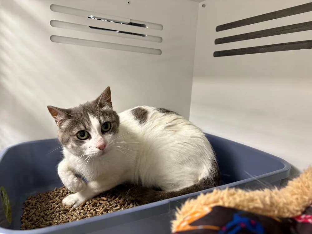 CLOCHETTE, female mixed breed for adoption at Coeur de Flandres), Hazebrouck