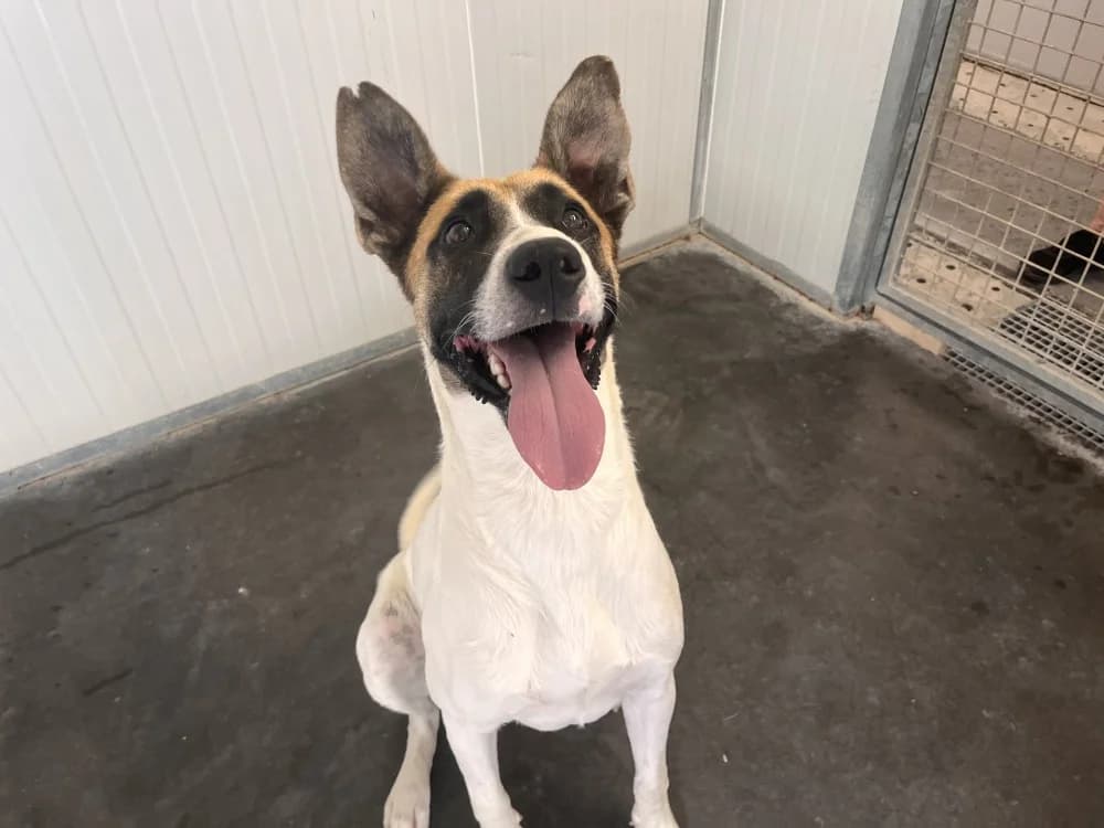 COQUILLE, male young Mixed Breed for adoption at Coeur de Flandres), Hazebrouck