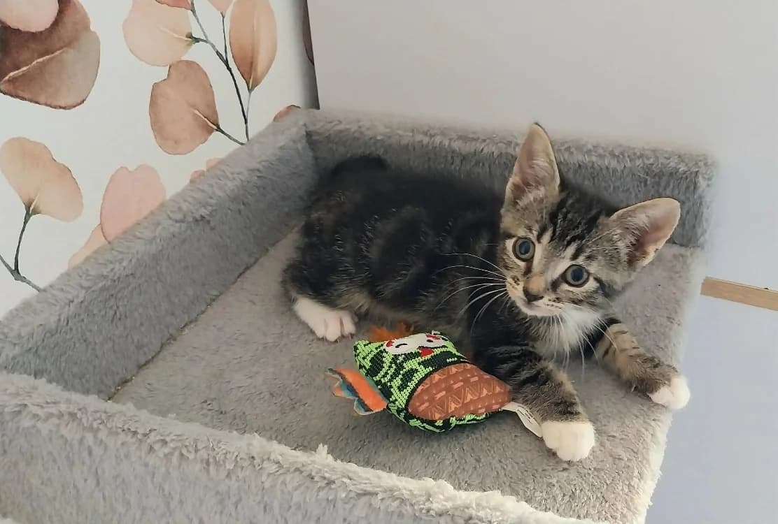 NAOKI, female Mixed Breed for adoption at Coeur de Flandres), Hazebrouck