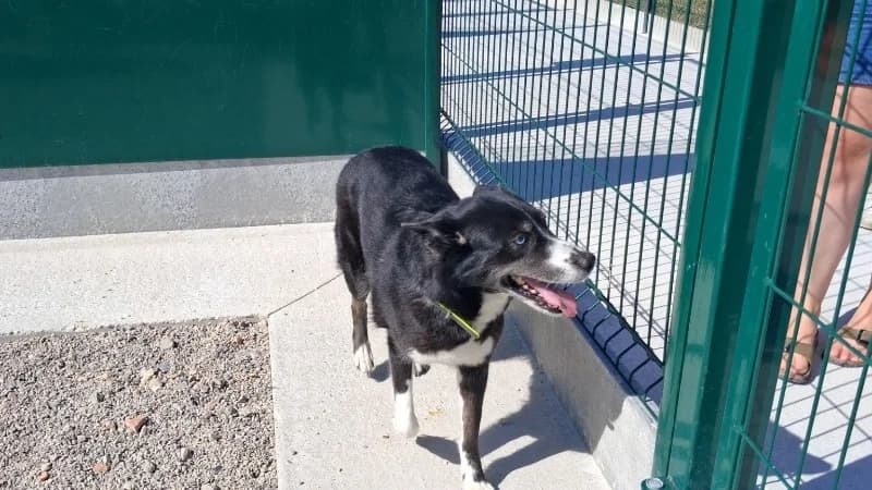 TIKITA, female senior Border Collie for adoption at Coeur de Flandres), Hazebrouck