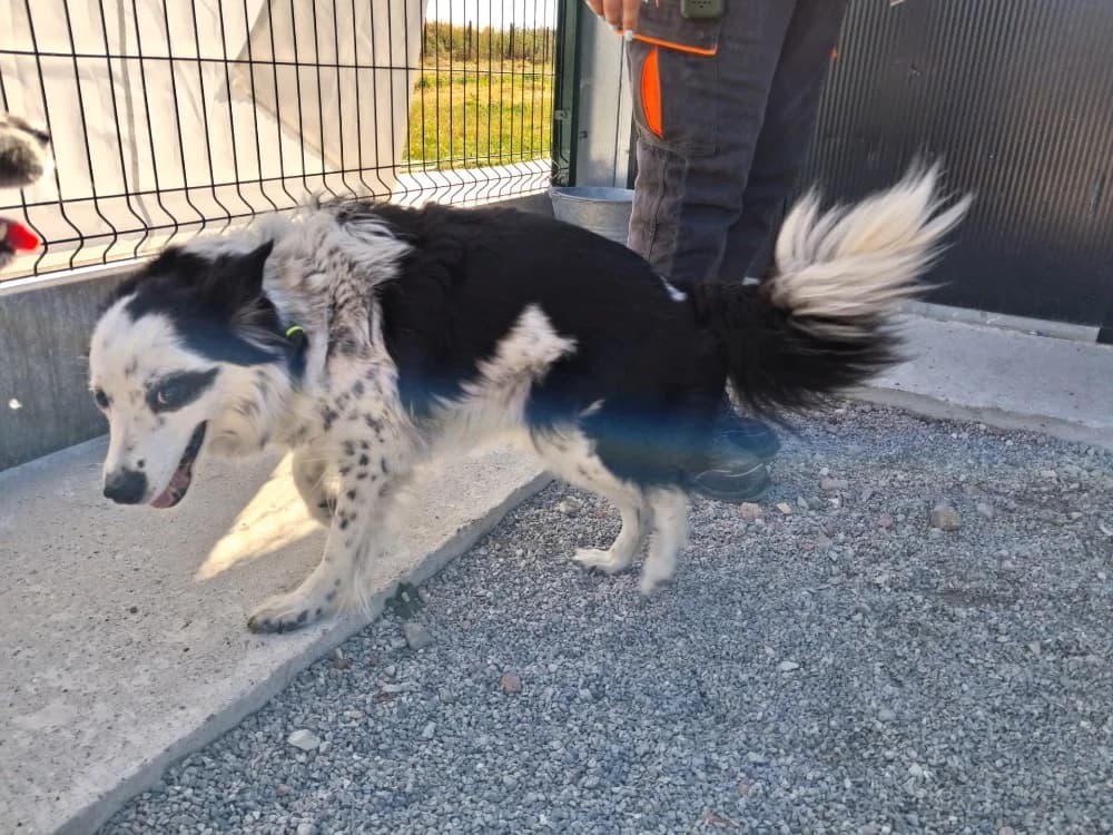 FOXY, female senior mixed breed for adoption at Coeur de Flandres), Hazebrouck