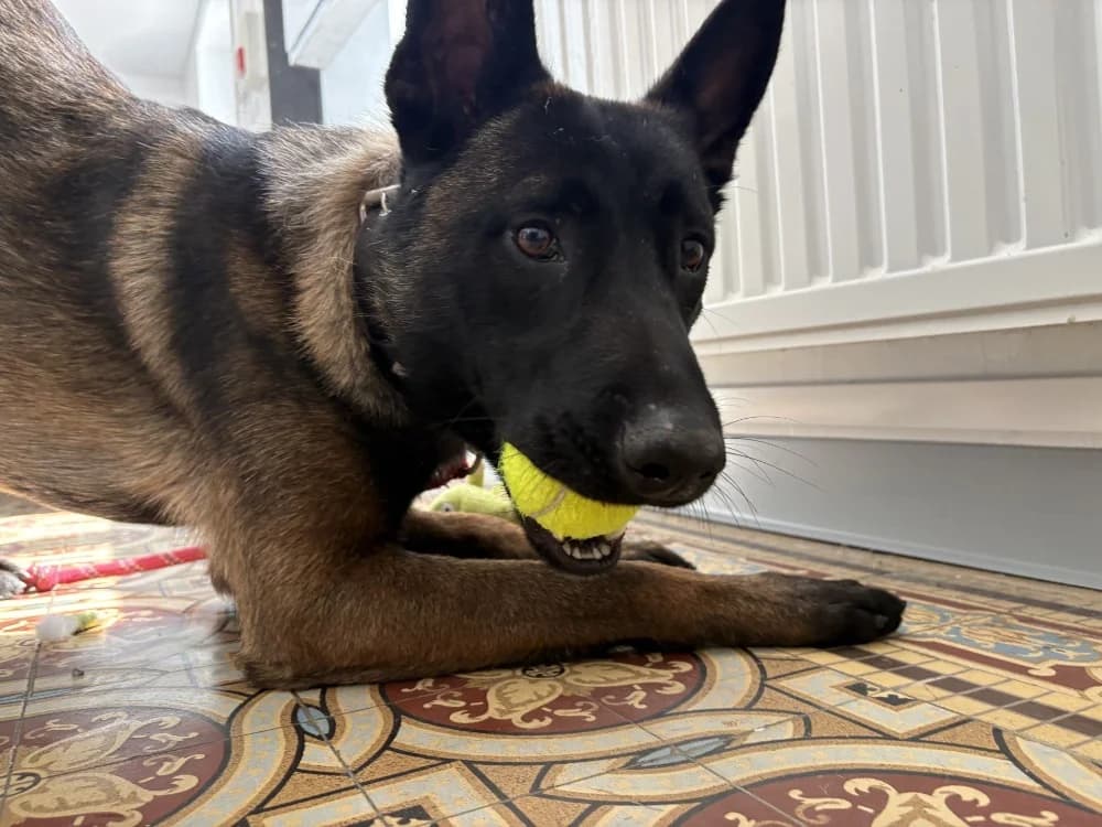 MAX, male young Belgian Malinois for adoption at Coeur de Flandres), Hazebrouck