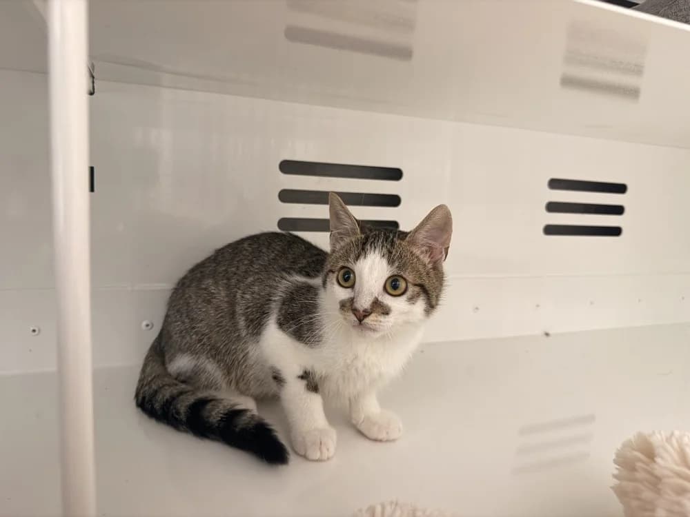 PANTOUFLE, male Mixed Breed for adoption at Coeur de Flandres), Hazebrouck