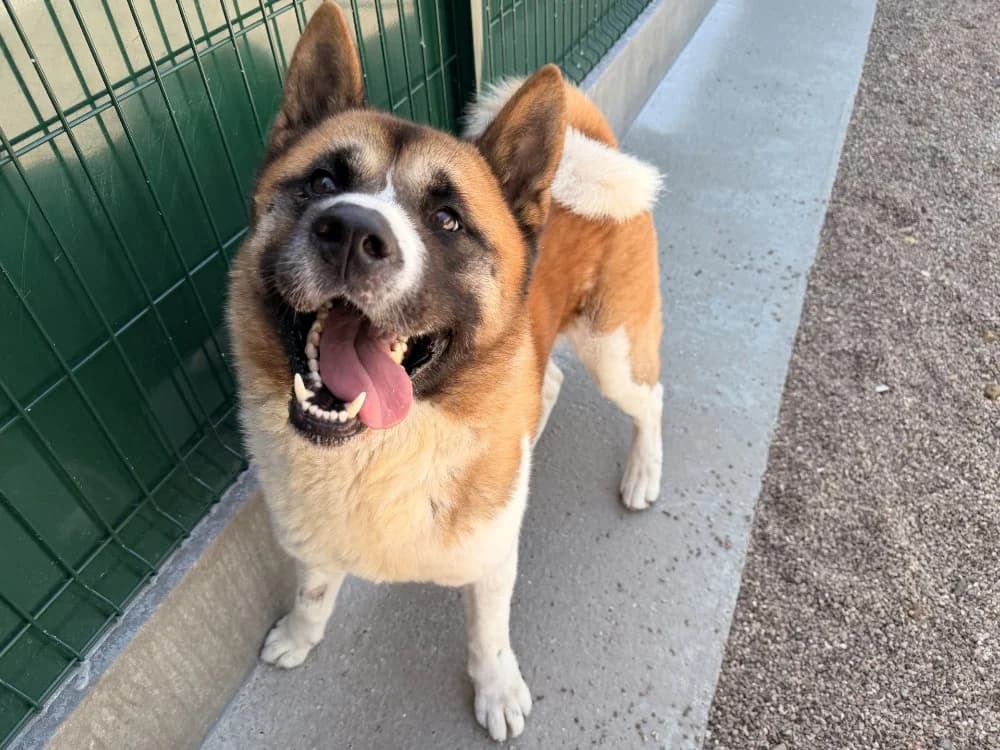 ITA, male 5yo Akita for adoption at Coeur de Flandres), Hazebrouck