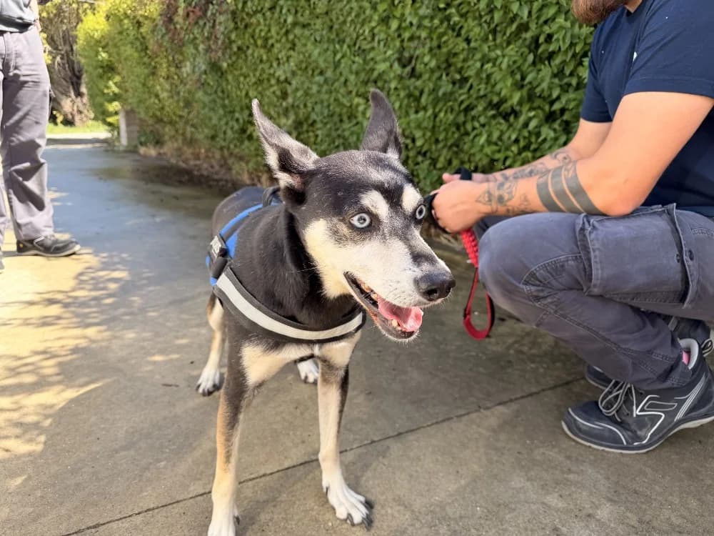 MEO, male 7yo mixed breed for adoption at Coeur de Flandres), Hazebrouck