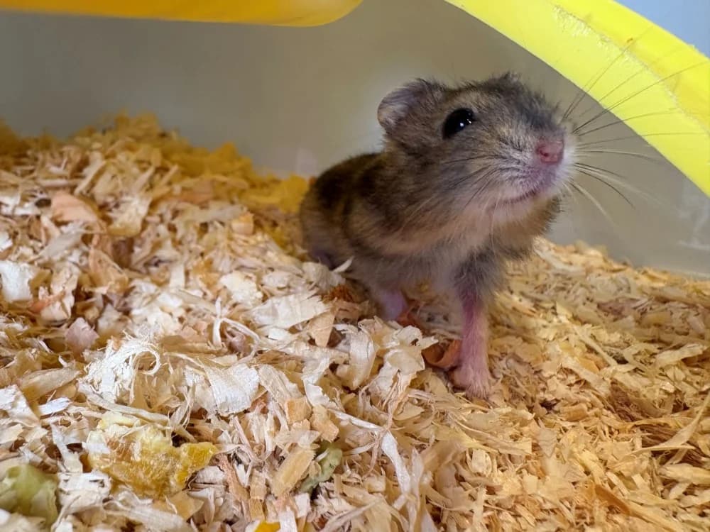 ZEPHYR, female mixed breed for adoption at Coeur de Flandres), Hazebrouck