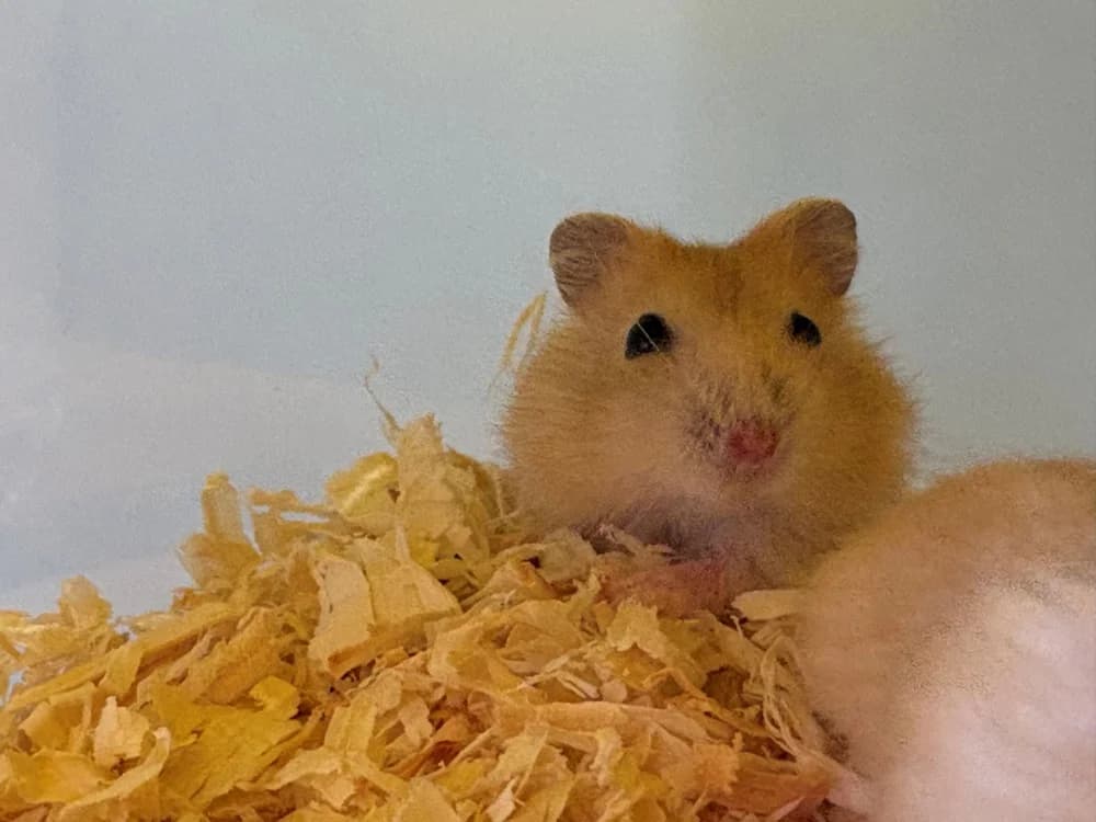 KUMO, female mixed breed for adoption at Coeur de Flandres), Hazebrouck