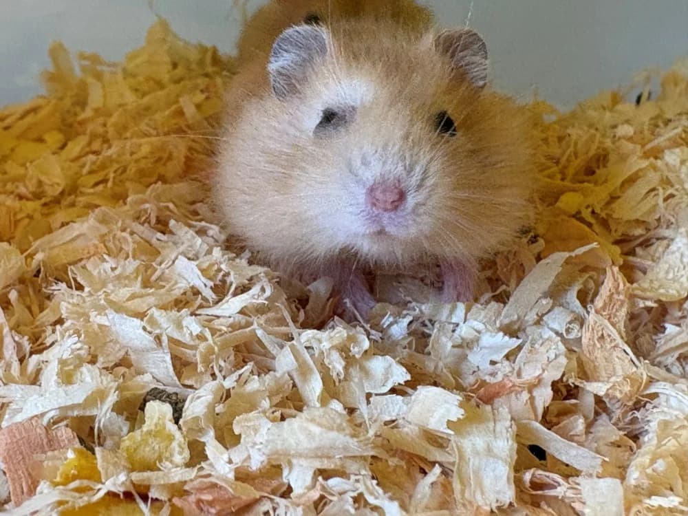 TOFU, female Mixed Breed for adoption at Coeur de Flandres), Hazebrouck