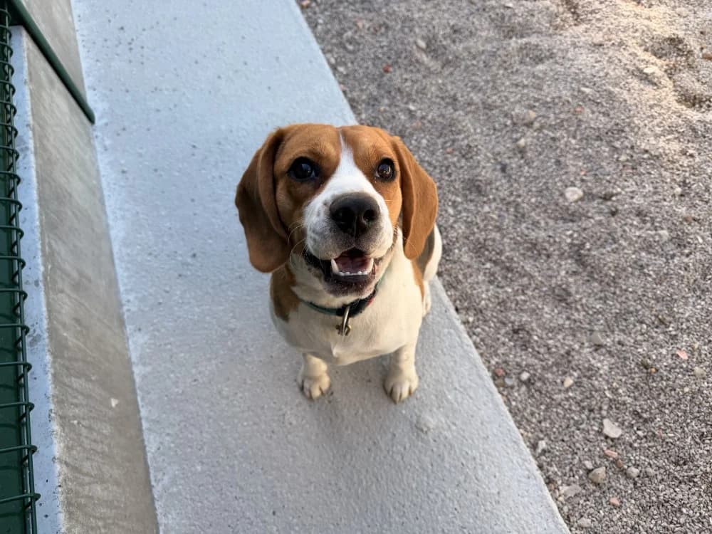 AXEL, male young Beagle for adoption at Coeur de Flandres), Hazebrouck