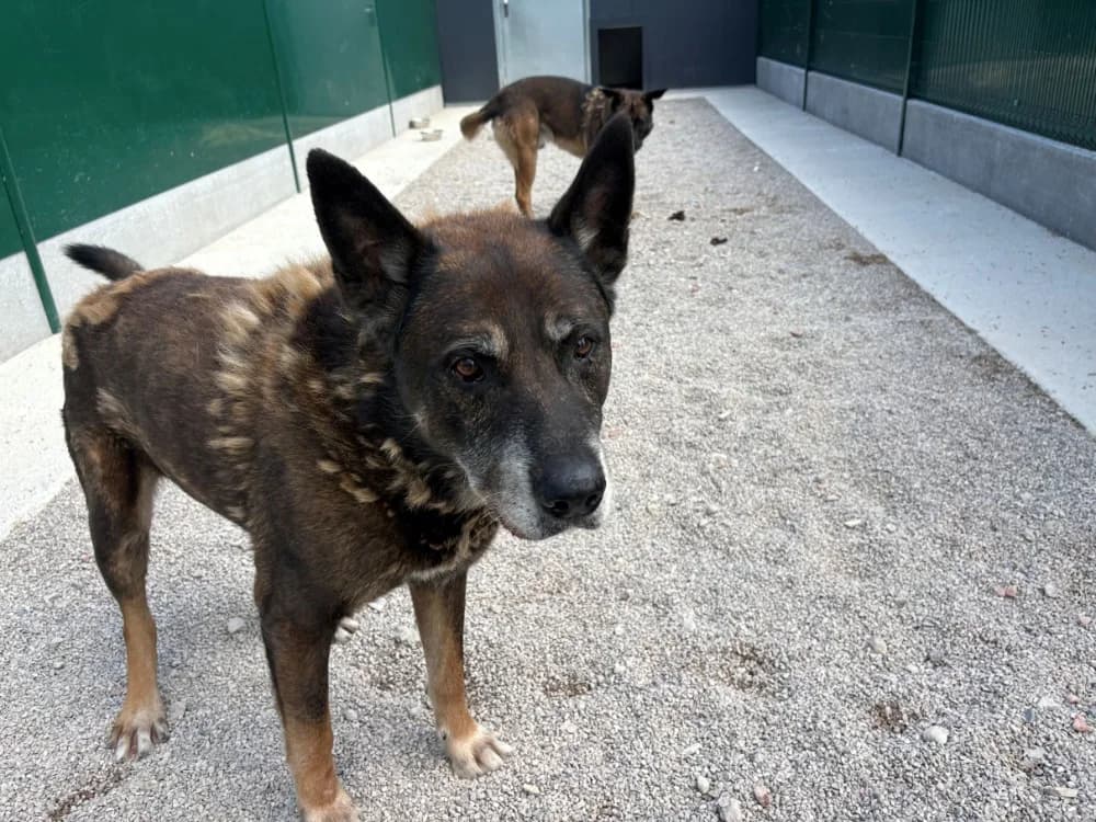 JEFF, male senior Belgian Malinois for adoption at Coeur de Flandres), Hazebrouck