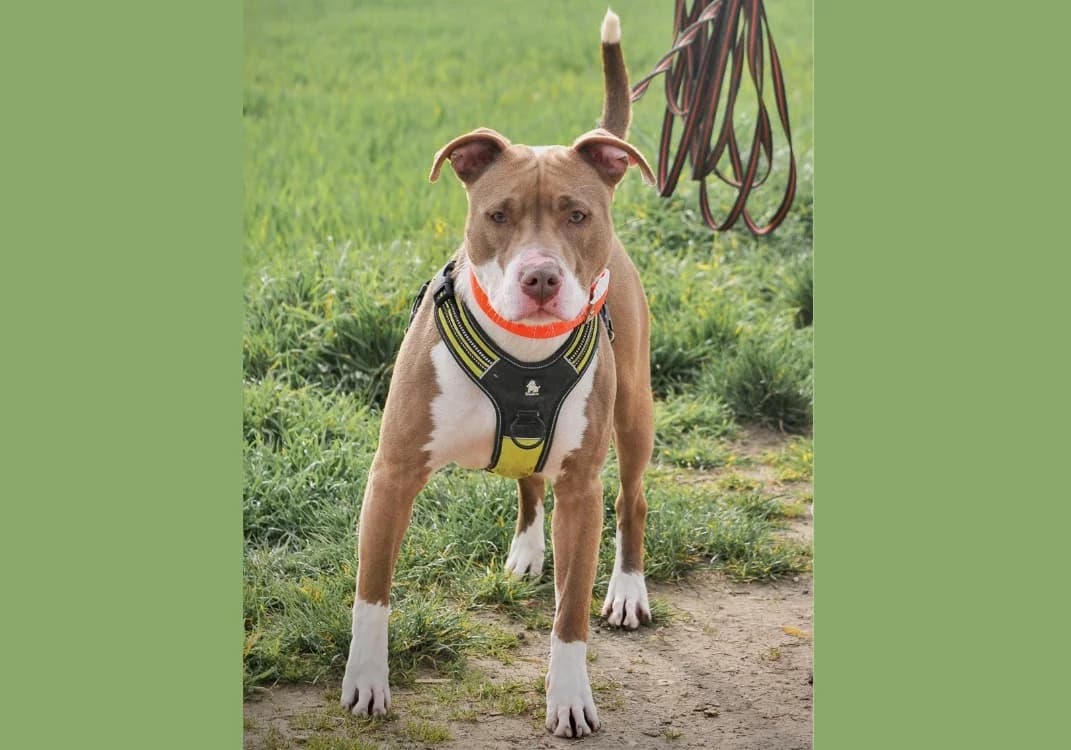 ANA, female young Mixed Breed for adoption at SPA Hermeray, Hermeray