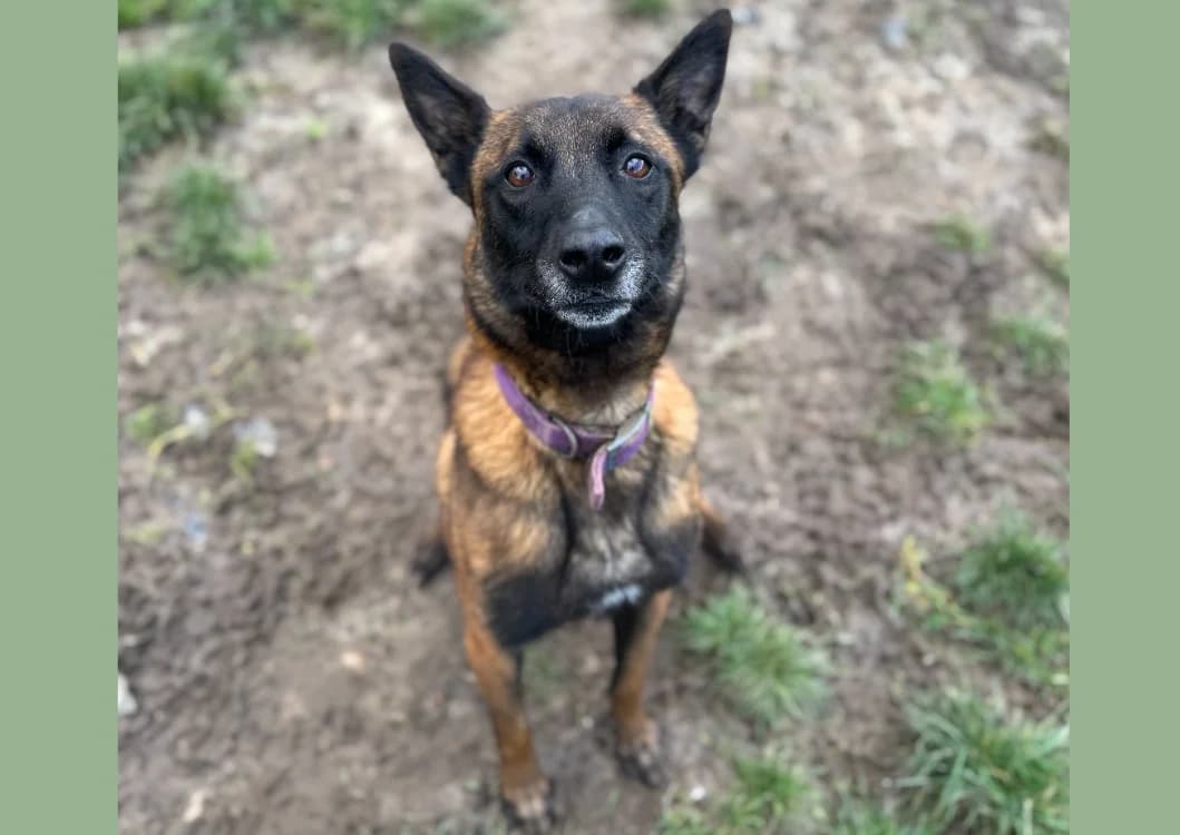 NOPATCHAI, male 3yo Belgian Malinois for adoption at SPA Hermeray, Hermeray