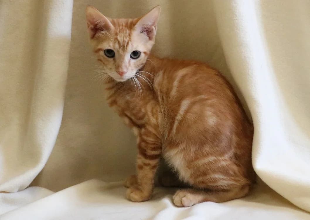REHU, male Mixed Breed for adoption at SPA Hermeray, Hermeray