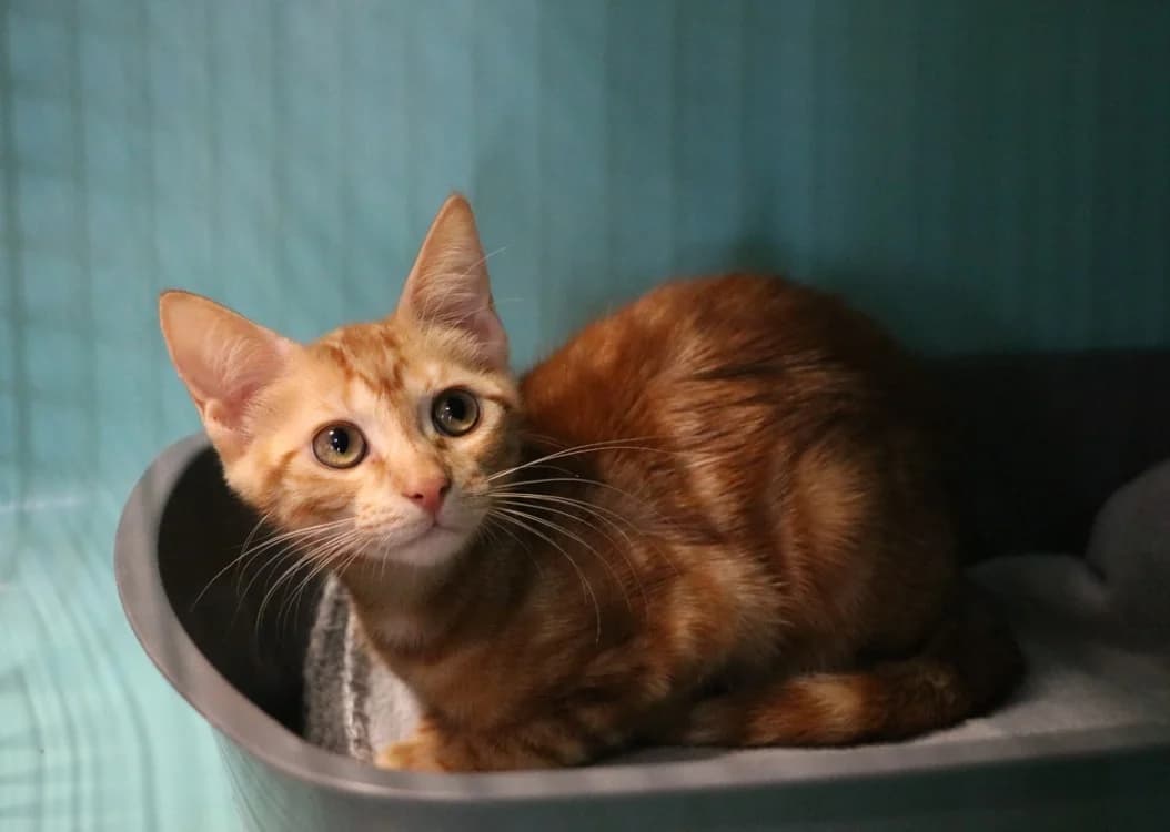 REHYE, female Mixed Breed for adoption at SPA Hermeray, Hermeray