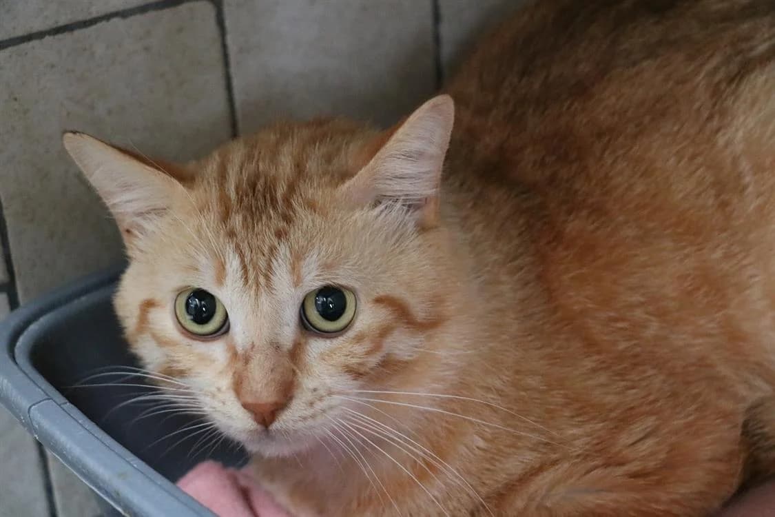 SCRAT, male Mixed Breed for adoption at SPA Hermeray, Hermeray
