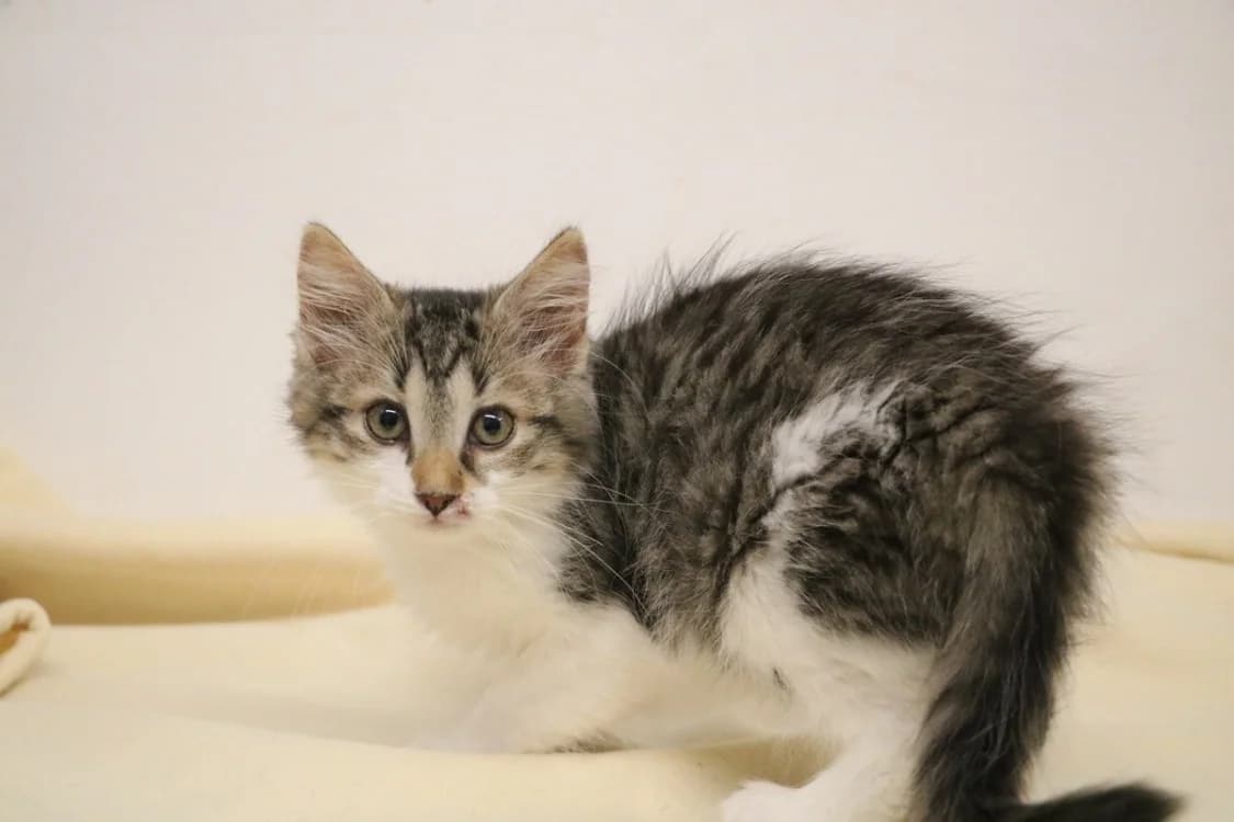 MISTIGRI, female Mixed Breed for adoption at SPA Hermeray, Hermeray