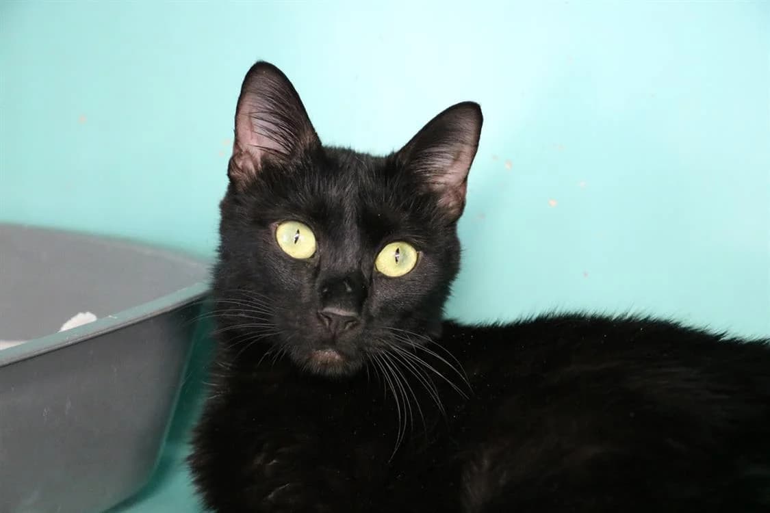 OONA, female young Mixed Breed for adoption at SPA Hermeray, Hermeray