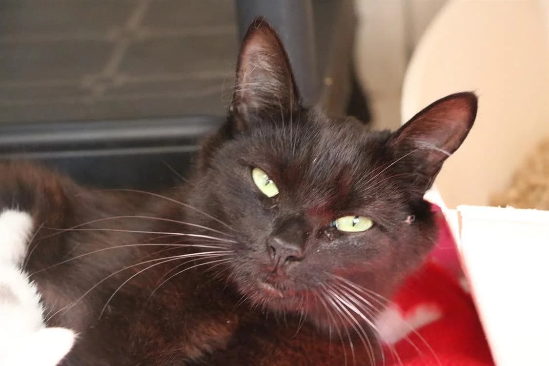 COMTESSE MIAOU, female young Mixed Breed for adoption at SPA Hermeray, Hermeray