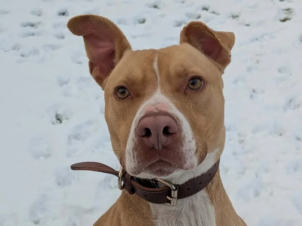 UCCO, male 3yo Mixed Breed for adoption at SPA Hermeray, Hermeray