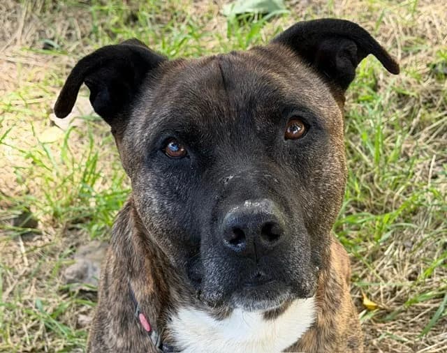 REX, male 7yo Belgian Malinois for adoption at SPA Hermeray, Hermeray