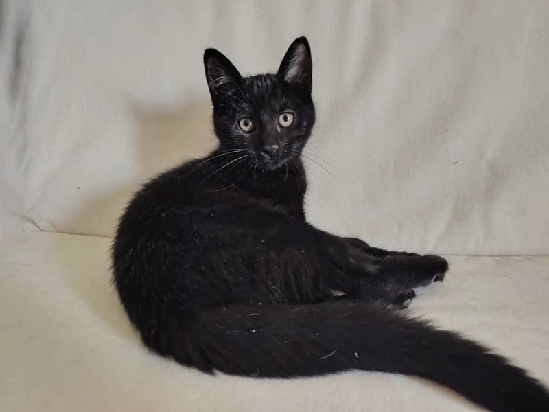 BROWNIE, female Mixed Breed for adoption at SPA Hermeray, Hermeray