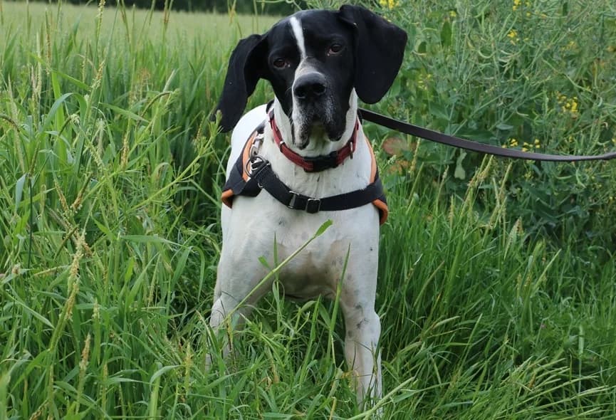 TEXAS, male 3yo Pointer for adoption at SPA Hermeray, Hermeray