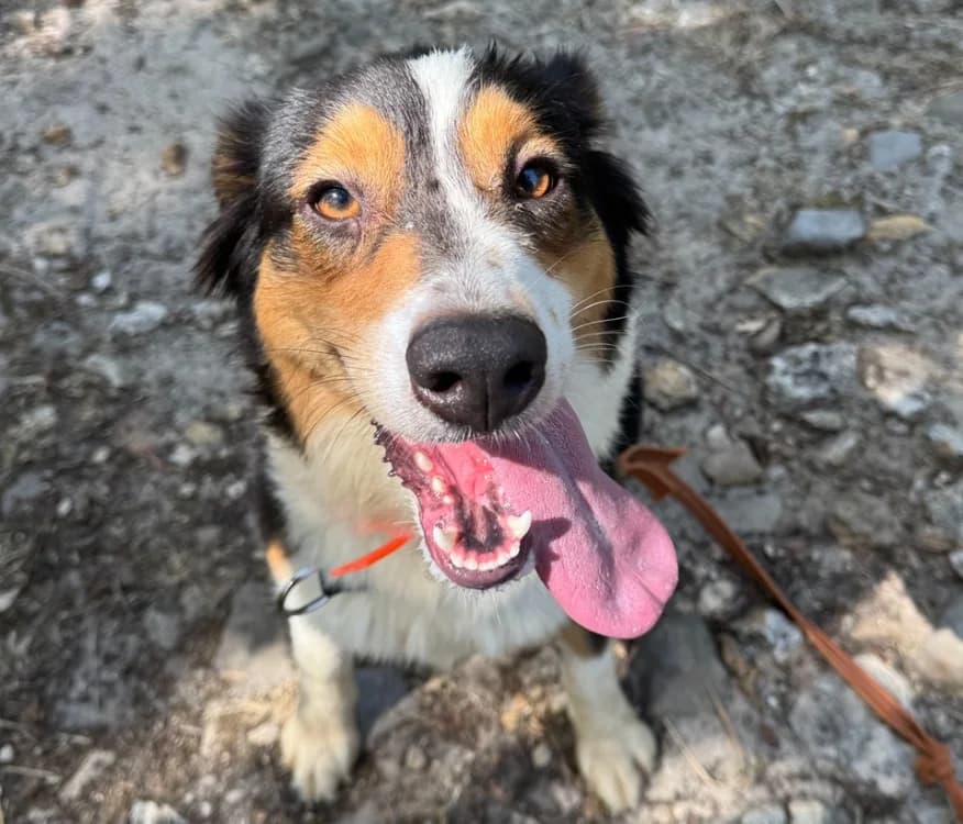 VICHY, female young Australian Shepherd for adoption at SPA Hermeray, Hermeray