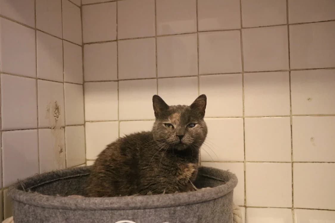 BIKINI, female 5yo Mixed Breed for adoption at SPA Hermeray, Hermeray