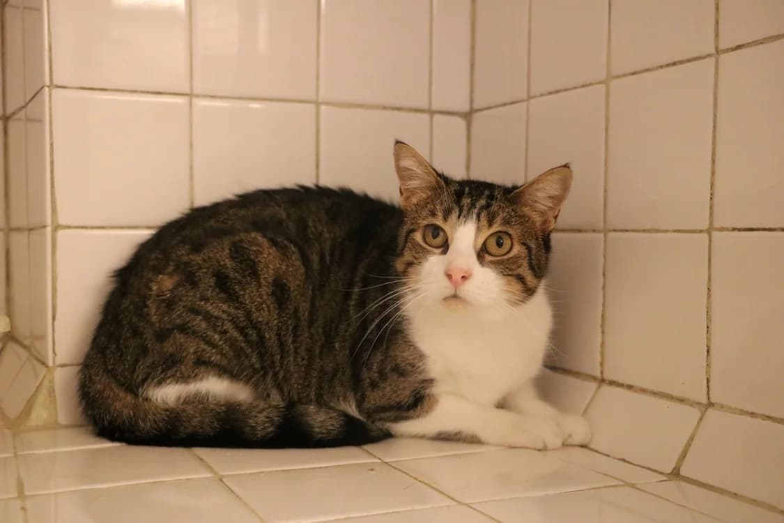 OMBRELLE, female 3yo Mixed Breed for adoption at SPA Hermeray, Hermeray