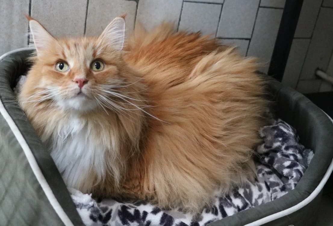 NOTTINGHAM, female senior Mixed Breed for adoption at SPA Hermeray, Hermeray