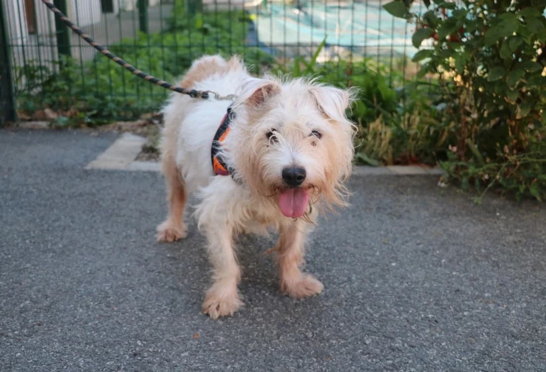 YOGA, male senior Mixed Breed for adoption at SPA Hermeray, Hermeray