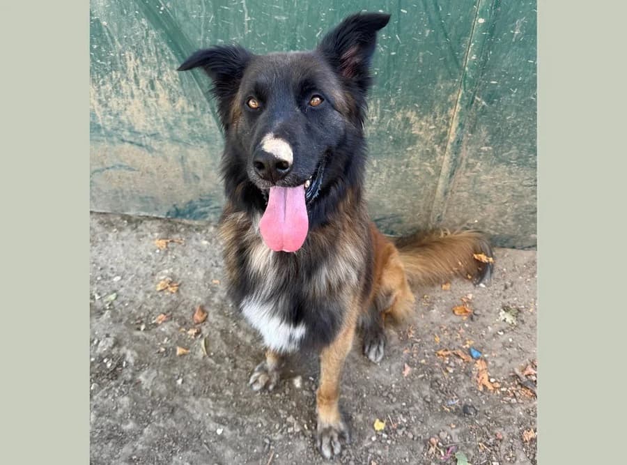 BORIS, male 6yo Belgian Tervuren for adoption at SPA Hermeray, Hermeray