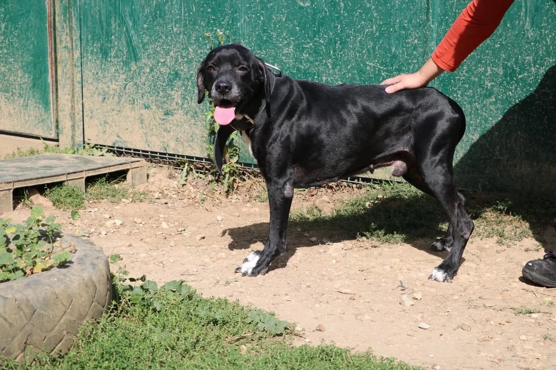 JEFF, male senior Mixed Breed for adoption at SPA Hermeray, Hermeray