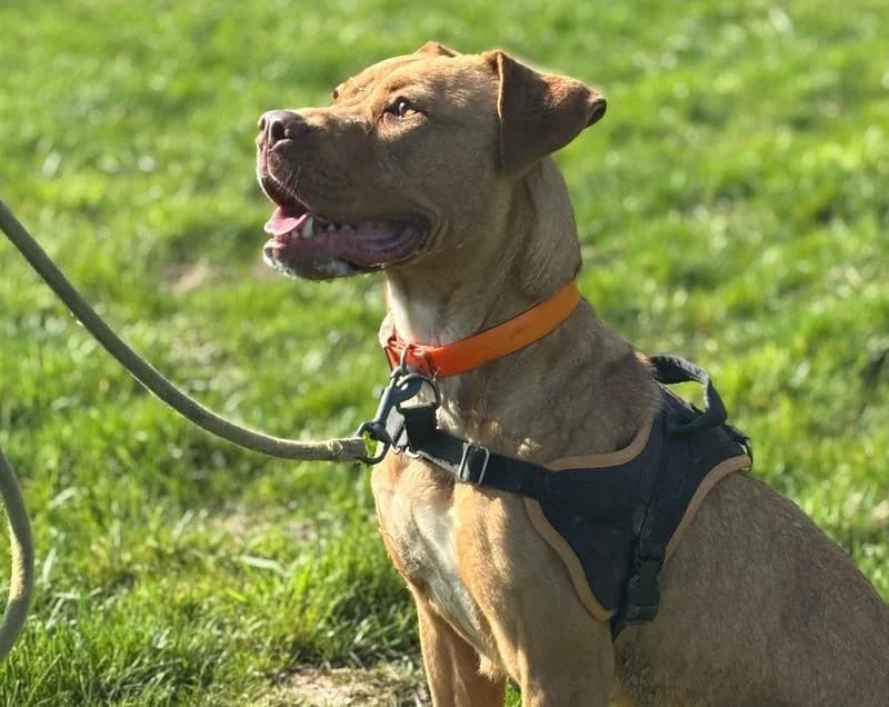 VICTOIRE, female 4yo Mixed Breed for adoption at SPA Hermeray, Hermeray