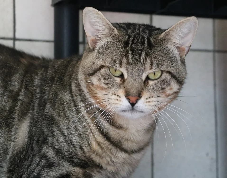 HORUS, male 3yo Mixed Breed for adoption at SPA Hermeray, Hermeray