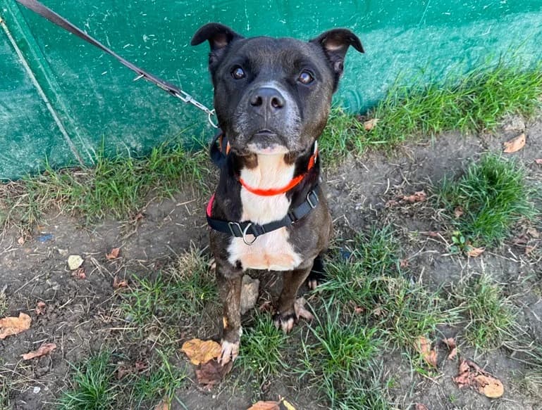 THYBER, male 6yo Mixed Breed for adoption at SPA Hermeray, Hermeray