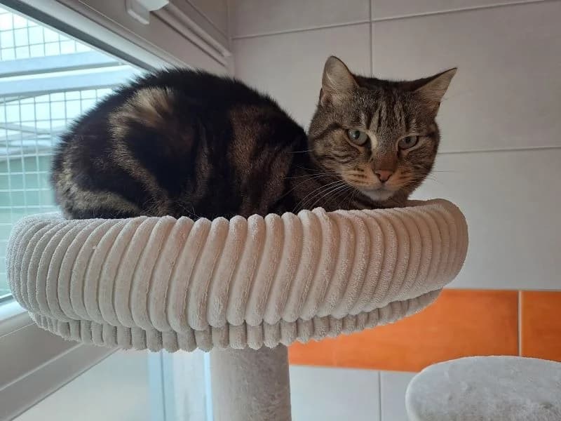 CLOWN, male 4yo Mixed Breed for adoption at SPA Inzinzac-Lochrist, Inzinzac