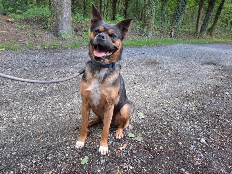 CYRIUS, male 6yo mixed breed for adoption at SPA Inzinzac-Lochrist, Inzinzac