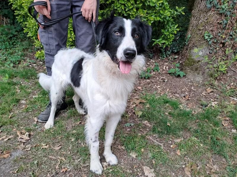Bosco, male young Border Collie for adoption at SPA Inzinzac-Lochrist, Inzinzac