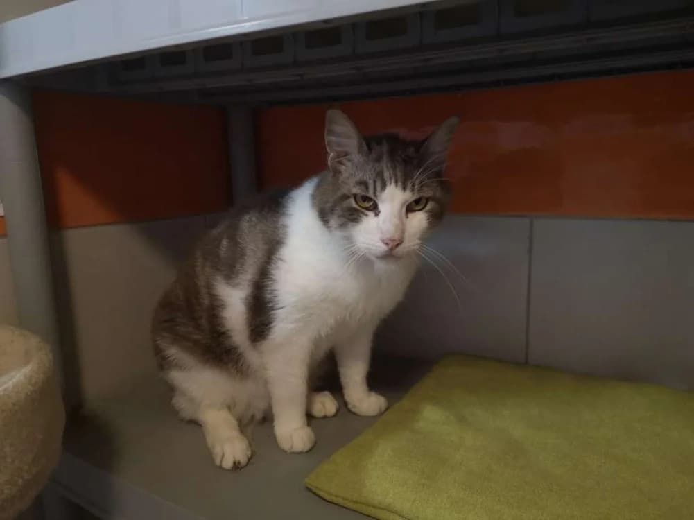 volt, male 5yo Mixed Breed for adoption at SPA Inzinzac-Lochrist, Inzinzac