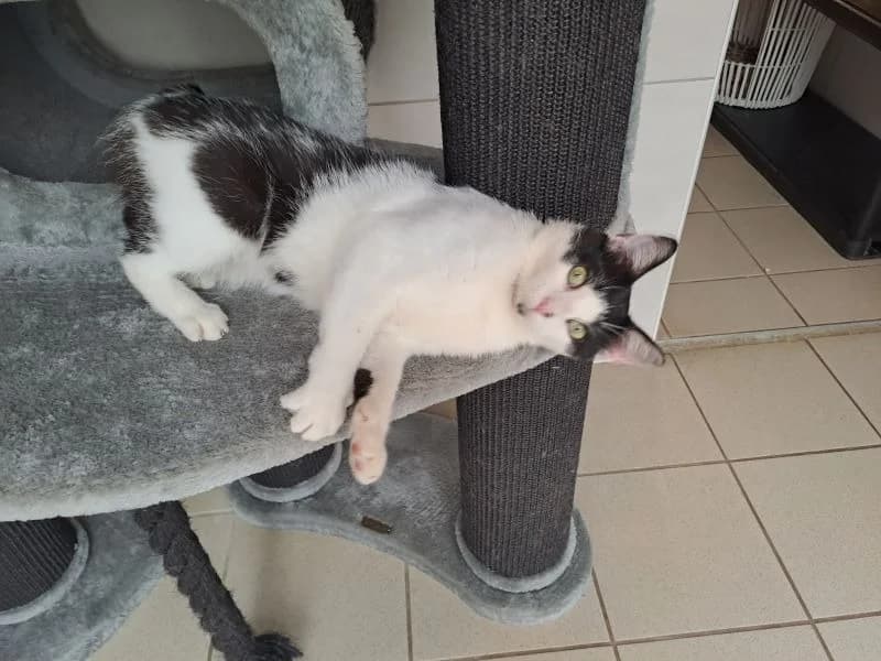 Réservé Dumbo, male 3yo mixed breed for adoption at SPA Inzinzac-Lochrist, Inzinzac