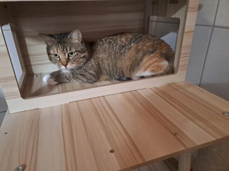 gala, female 5yo mixed breed for adoption at SPA Inzinzac-Lochrist, Inzinzac