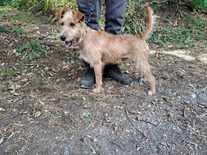 BASILE, male 4yo mixed breed for adoption at SPA Inzinzac-Lochrist, Inzinzac