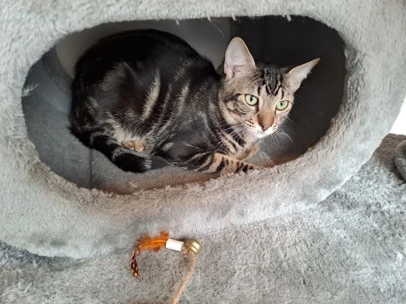 STEVY, male Mixed Breed for adoption at SPA Inzinzac-Lochrist, Inzinzac