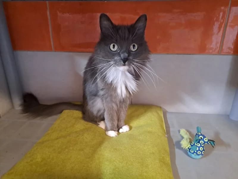 YOSHIE réservée, female 3yo Mixed Breed for adoption at SPA Inzinzac-Lochrist, Inzinzac